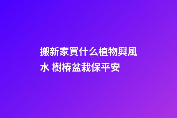 搬新家買什么植物興風水 樹樁盆栽保平安